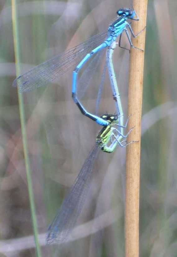 Coenagrion puella